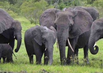 hathi