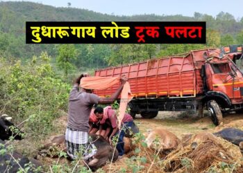 Cow Loaded Truck Accident
