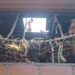 Cow smugglers arrested giridih