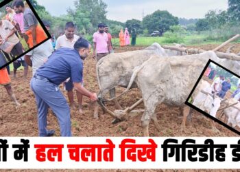 kheto mein hal chalate dikhe giridih dc