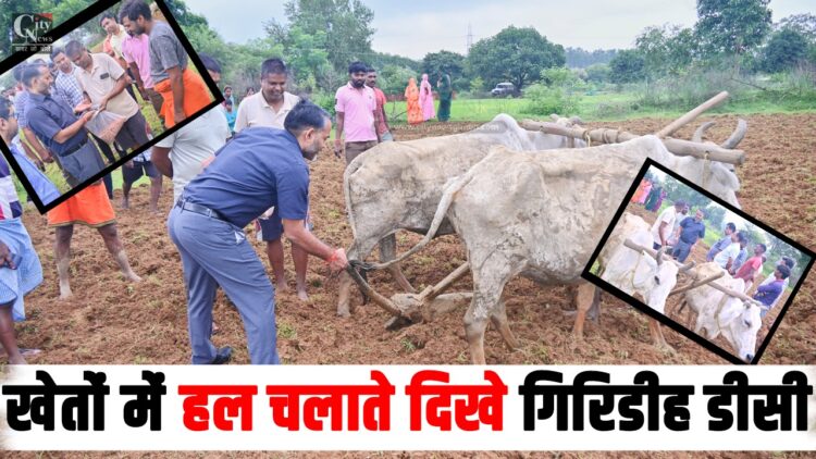 kheto mein hal chalate dikhe giridih dc